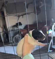 Green male, a male Australian Cattle Dog for sale in Gatesville, TX – Photo 2 of 9