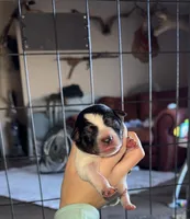 Green male, a male Australian Cattle Dog for sale in Gatesville, TX – Photo 1 of 9