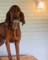 Spur capital Setter, a  Irish Setter for sale in Gatesville, TX – 3 of 10