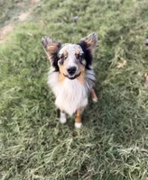 Wrangler, a male Australian Shepherd for sale in Gatesville, TX – Photo 5 of 6