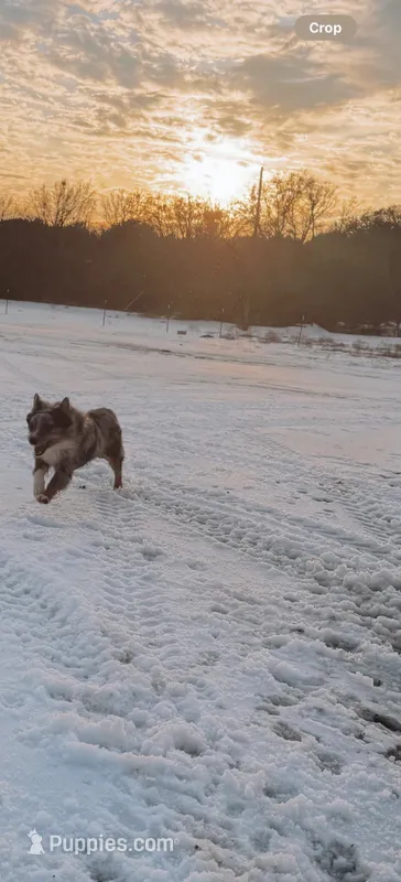 Wrangler – Australian Shepherd puppy for sale in Gatesville, TX