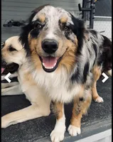 Wrangler, a male Australian Shepherd for sale in Gatesville, TX – Photo 2 of 6