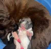 Purple female, a female Australian Cattle Dog and Australian Shepherd for sale in Gatesville, TX – 3 of 3