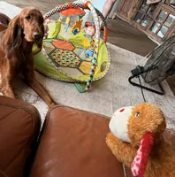 Pink Female, a female Irish Setter for sale in Gatesville, TX – Photo 7 of 10