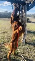 Pink Female, a female Irish Setter for sale in Gatesville, TX – Photo 4 of 10