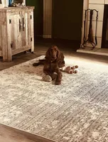 Pink Female, a female Irish Setter for sale in Gatesville, TX – Photo 9 of 10