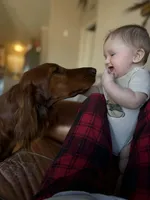 Pink Female, a female Irish Setter for sale in Gatesville, TX – Photo 5 of 10