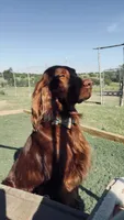 Pink Female, a female Irish Setter for sale in Gatesville, TX – Photo 8 of 10