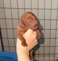 Pink Female, a female Irish Setter for sale in Gatesville, TX – Photo 1 of 10