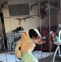 processed/51d88890-a0c6-4efe-a006-d9e868dfe756/listing/ddaaa4f7-cc8c-4612-a799-4e6d1a0d8837/401d5ed1-b172-4cc5-aa03-1944b3acb16f