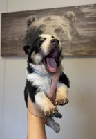 Female, a female Australian Cattle Dog and Australian Shepherd for sale in Gatesville, TX – 1 of 2