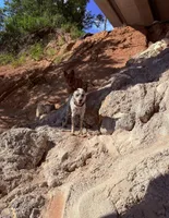 Green female , a female Australian Cattle Dog for sale in Gatesville, TX – Photo 8 of 8