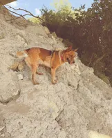 Green female , a female Australian Cattle Dog for sale in Gatesville, TX – Photo 5 of 8