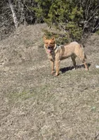 Green female , a female Australian Cattle Dog for sale in Gatesville, TX – Photo 6 of 8