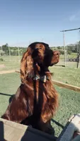 Spur capital Setter, a  Irish Setter for sale in Gatesville, TX – 1 of 10