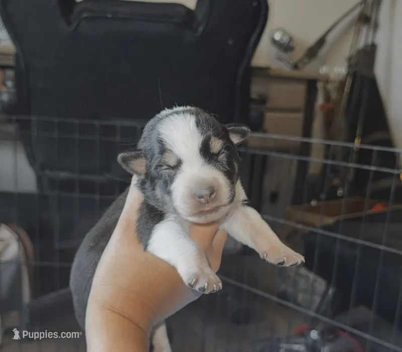 Female – Australian Cattle Dog, Australian Shepherd puppy for sale in Gatesville, TX