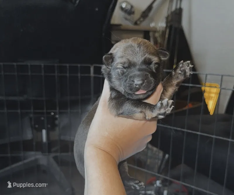Female – Australian Cattle Dog, Australian Shepherd puppy for sale in Gatesville, TX