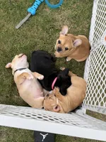 Nix, a male French Bulldog for sale in Cedar Rapids, IA – 5 of 5