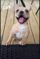 Cali, a female French Bulldog for sale in Cedar Rapids, IA – 2 of 5