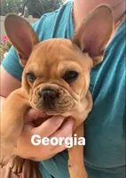 Georgia, a female French Bulldog for sale in Cedar Rapids, IA – 3 of 6