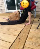 Georgia, a female French Bulldog for sale in Cedar Rapids, IA – 5 of 6