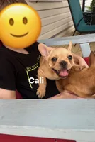 Cali, a female French Bulldog for sale in Cedar Rapids, IA – 3 of 5
