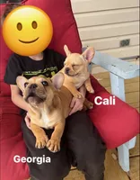 Georgia, a female French Bulldog for sale in Cedar Rapids, IA – 2 of 6