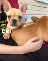 Cali, a female French Bulldog for sale in Cedar Rapids, IA – 5 of 5