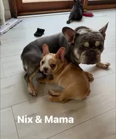 Nix, a male French Bulldog for sale in Cedar Rapids, IA – 2 of 5
