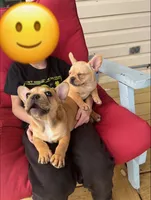 Georgia, a female French Bulldog for sale in Cedar Rapids, IA – 6 of 6