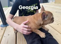 Georgia, a female French Bulldog for sale in Cedar Rapids, IA – 4 of 6