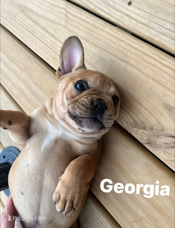 Georgia – French Bulldog puppy for sale in Cedar Rapids, IA