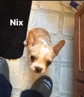 Nix, a male French Bulldog for sale in Cedar Rapids, IA – 4 of 5