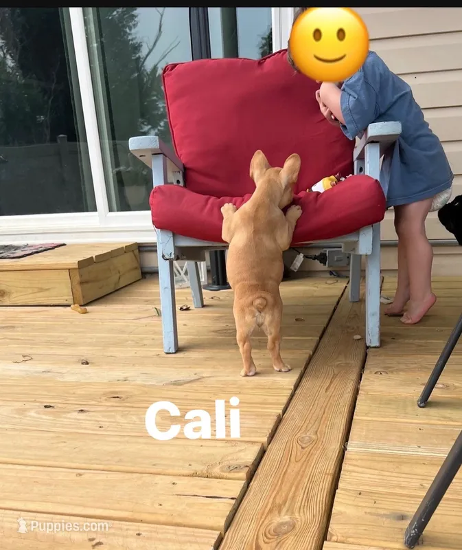 Cali – French Bulldog puppy for sale in Cedar Rapids, IA