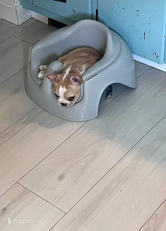 Nix – French Bulldog puppy for sale in Cedar Rapids, IA