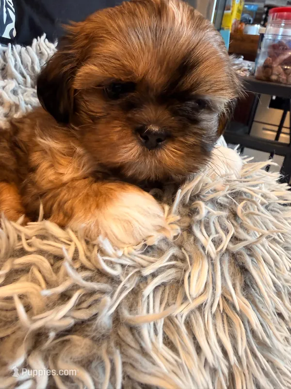 Mo – Shih Tzu puppy for sale in Ashland City, TN