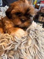 Mo, a male Shih Tzu for sale in Ashland City, TN – 5 of 8