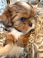 Miney, a male Shih Tzu for sale in Ashland City, TN – 1 of 7