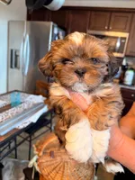 Miney, a male Shih Tzu for sale in Ashland City, TN – 6 of 7