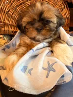 Mo, a male Shih Tzu for sale in Ashland City, TN – 3 of 8