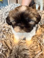 Eenie, a male Shih Tzu for sale in Ashland City, TN – 3 of 6