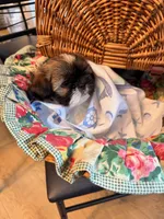 Eenie, a male Shih Tzu for sale in Ashland City, TN – 4 of 6