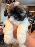 Eenie, a male Shih Tzu for sale in Ashland City, TN – 1 of 6