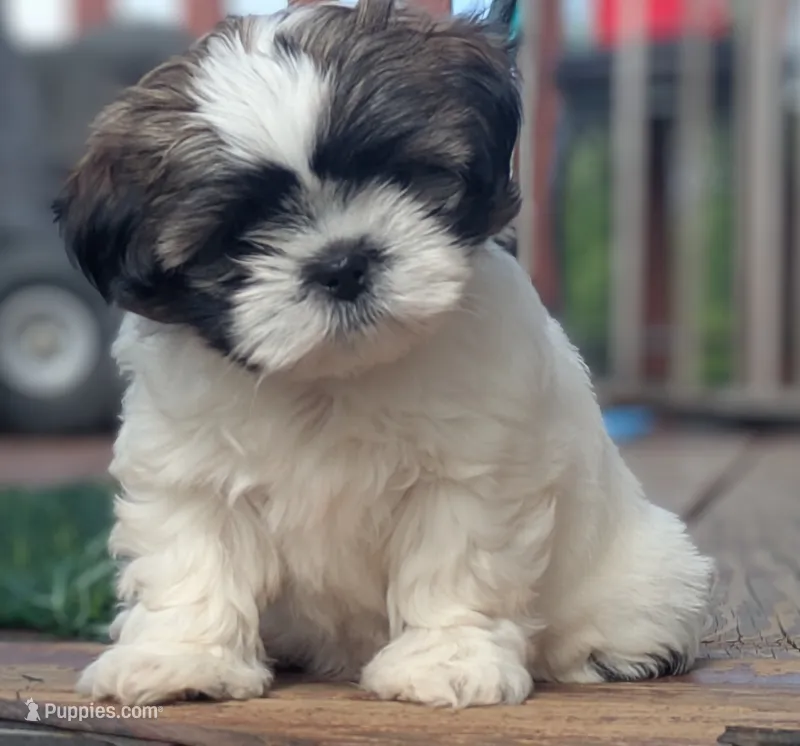 Minnie – Shih Tzu puppy for sale in Ashland City, TN