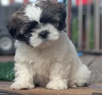 Minnie, a female Shih Tzu for sale in Ashland City, TN – 1 of 6