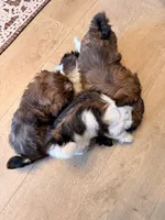 Minnie, a female Shih Tzu for sale in Ashland City, TN – 6 of 6
