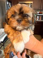 Miney, a male Shih Tzu for sale in Ashland City, TN – 2 of 7