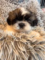 Minnie, a female Shih Tzu for sale in Ashland City, TN – 3 of 6