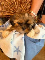 Mo, a male Shih Tzu for sale in Ashland City, TN – 6 of 8