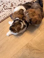 Mo, a male Shih Tzu for sale in Ashland City, TN – 7 of 8